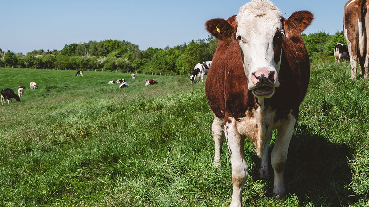 Una buena razón para comer menos carne y productos de origen animal la